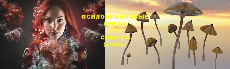 Псилоцибиновые грибы Cubensis  Борисоглебск 